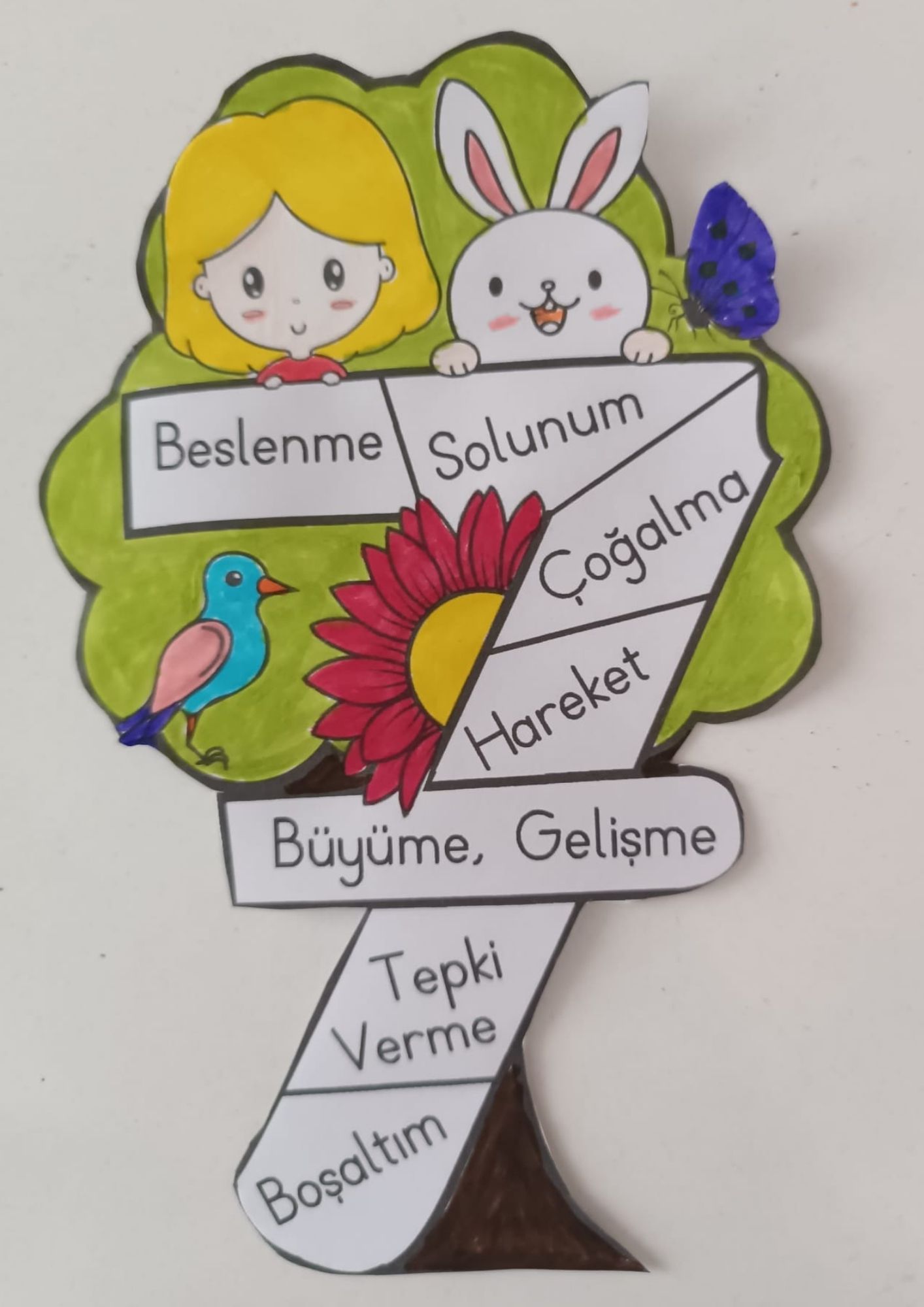 Canlıların Ortak Özellikleri Defter Çalışması