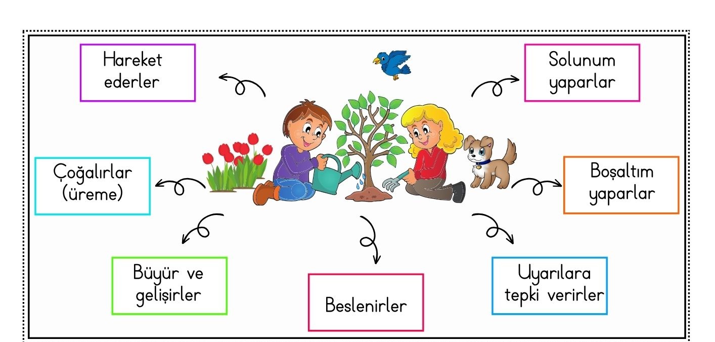 Canlıların Ortak Özellikleri Defter Çalışması Resimli