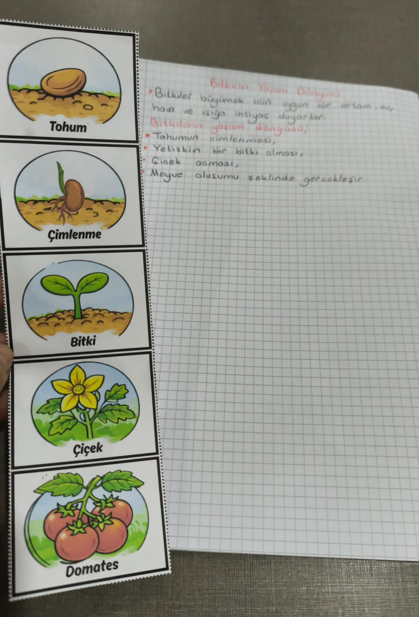 Bitkinin Yaşam Döngüsü Defter Çalışması Şeritli