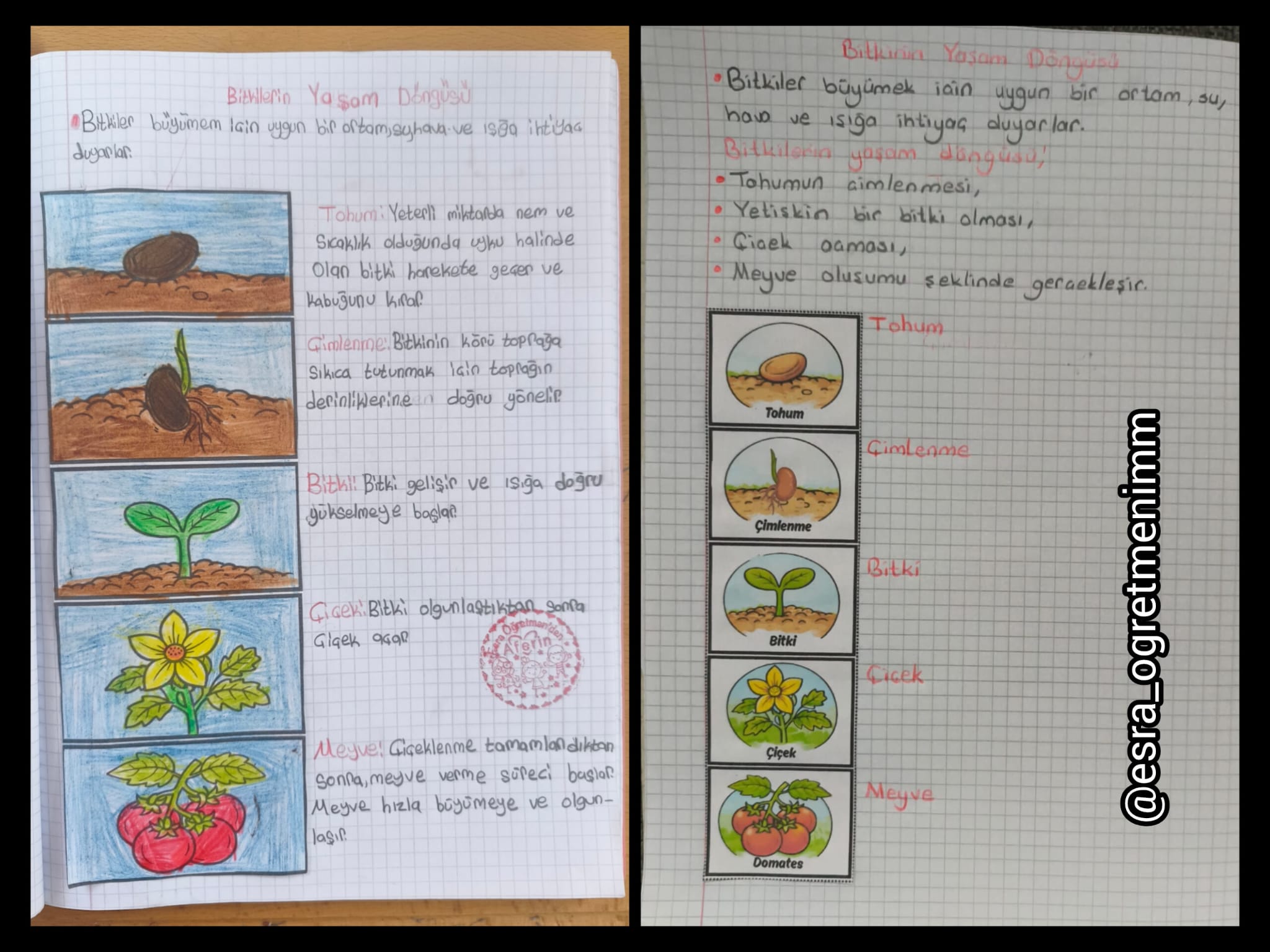 Bitkinin Yaşam Döngüsü Defter Çalışması Şeritli