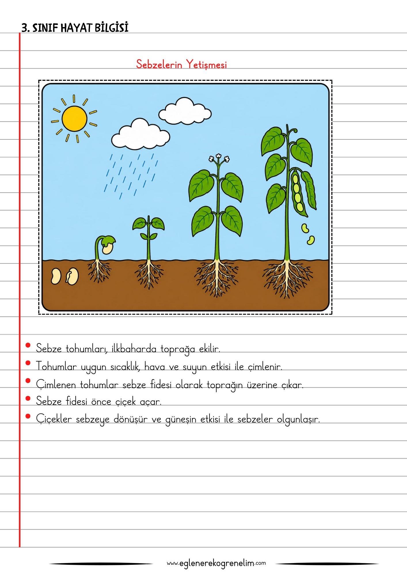 Sebzelerin Yetişme Aşaması Defter Çalışması