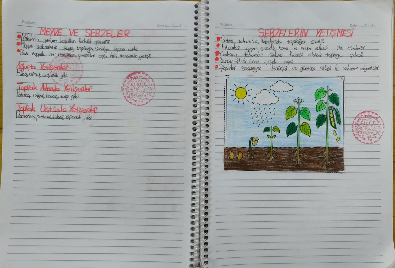 Meyve ve Sebzeler Konu Özeti