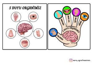 5-duyu-organimiz-afis