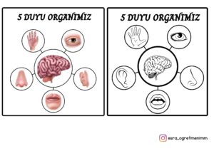 5-duyu-organimiz-sema