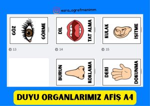 duyu-organlarimiz-afis-a4